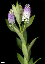 Veronica dieffenbachii. Sprig. Scale = 10 mm.
 Image: M.J. Bayly & A.V. Kellow © Te Papa CC-BY-NC 3.0 NZ